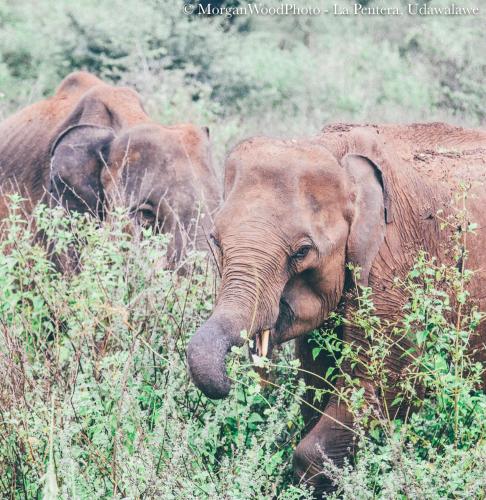 a group of elephants standing in the tall grass at La Pentera in Hambegamuwa