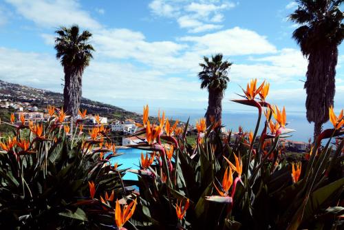a group of palm trees and a swimming pool with flowers at Quinta Alegre in Calheta