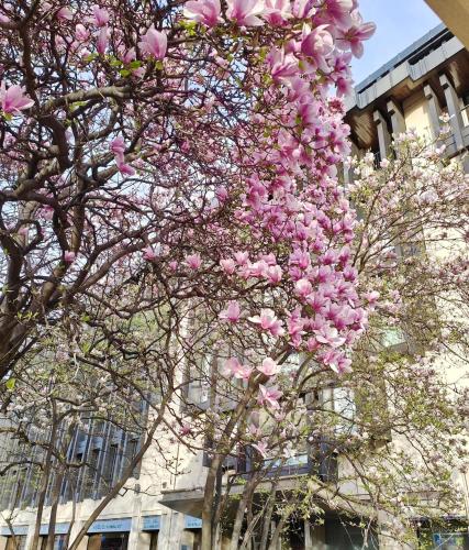 La Dolce Vita Blossom Luxe Home in Central Milan
