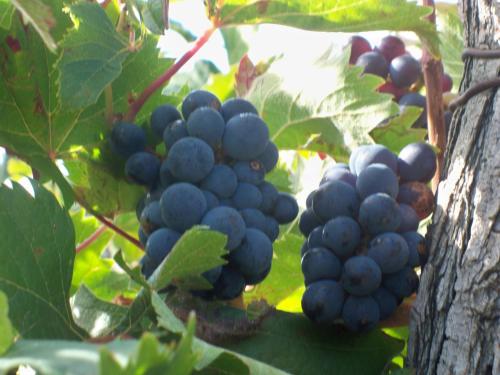 a bunch of grapes hanging from a tree at Holiday House Ida in Marezige