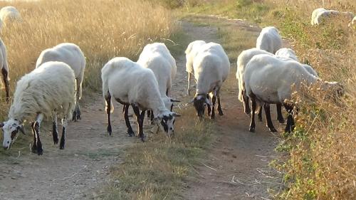 a herd of white sheep walking down a dirt road at Apartments CAPE Deluxe in Rtina