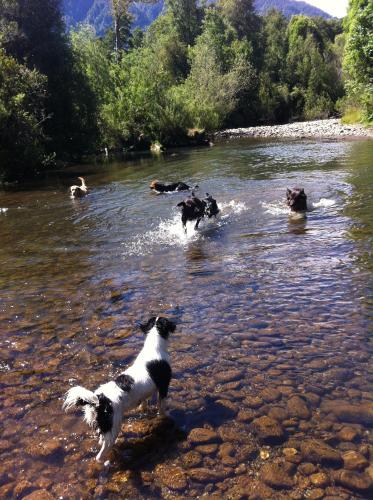 a group of dogs standing in a river at Mavidahue in llifen