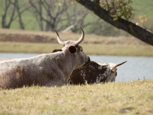 two cows laying in the grass near a body of water at Whispering Waters in Fort Nottingham