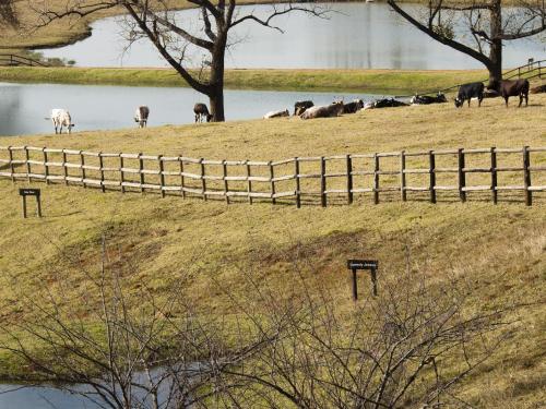 a herd of cows grazing on a field next to a fence at Whispering Waters in Fort Nottingham