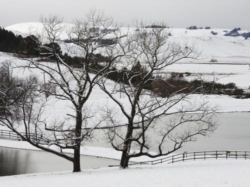 two trees in the snow next to a body of water at Whispering Waters in Fort Nottingham