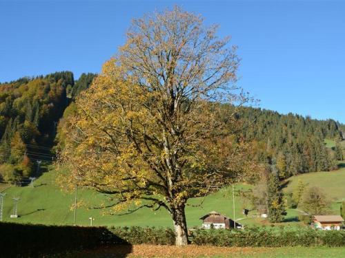 Apartment Oberland Nr- 19 Appartement-Fewo- Dusche oder Bad- WC 6-Bettwohnung by Interhome