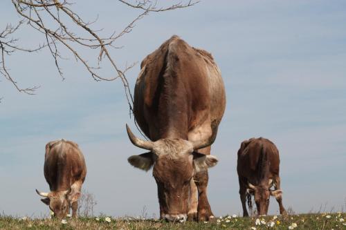 a group of cows grazing in a field at Fattoria Lucciano in Borghetto