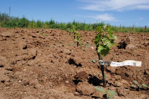 a small tree in the middle of a dirt field at Fattoria Lucciano in Borghetto