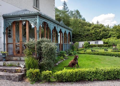 a dog sitting in the grass in front of a house at Ballyteige Lodge in Ballyteige Bridge