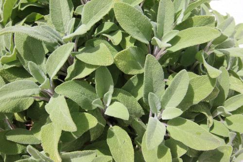 a green plant with lots of green leaves at Hotel Intorno Al Fico in Fiumicino