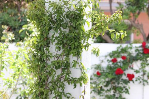 a plant hanging from a white planter with red flowers at Hotel Intorno Al Fico in Fiumicino
