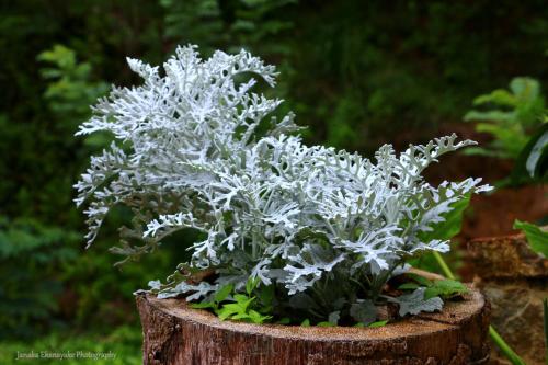 a plant in a pot on a tree stump at Train View Chalet in Bandarawela