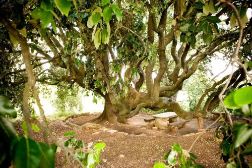a park with a bench under a bunch of trees at Fattoria Casabianca in Bucine