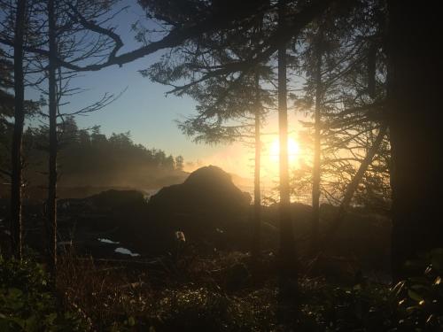 a misty sunrise in a forest with trees at The Francis Boutique Inn in Ucluelet