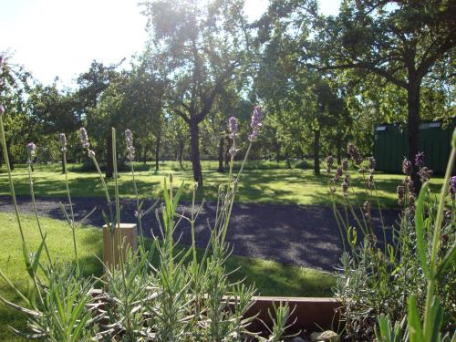 a garden with purple flowers in the grass at Orchard Farm Luxury Glamping and Campsite in Glastonbury