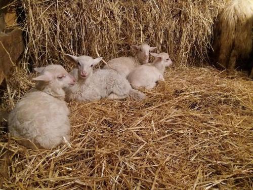 a group of lambs laying in a pile of hay at La Minditta in San Teodoro