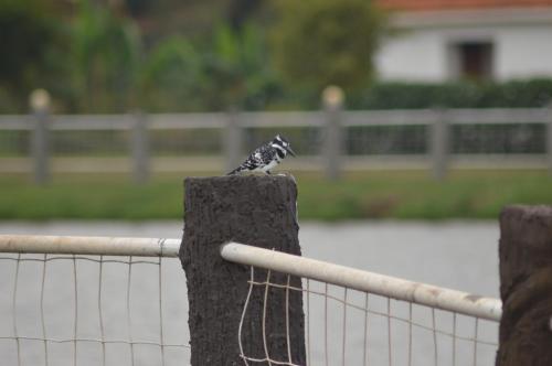 a small bird sitting on top of a fence at Forest Park Resort in Buloba