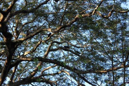a view of the branches of a tree at Mombacho Lodge in Granada