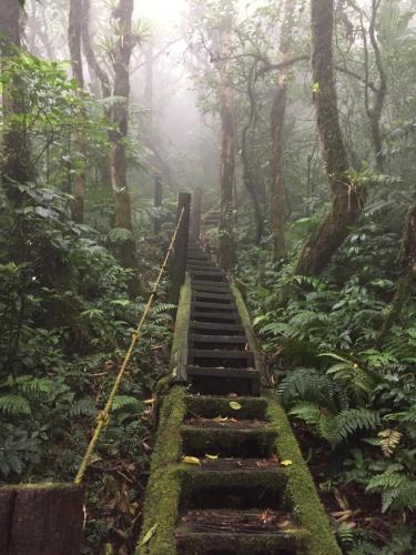 a set of stairs in a lush green forest at Mombacho Lodge in Granada