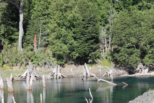 a river with dead trees in the water at Cabañas Captren Andino in Curacautín