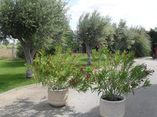 Taman di luar Terras de Monsaraz