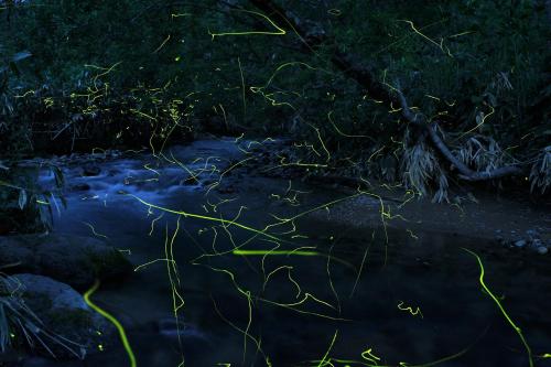 an image of grass in a creek at night at Hotel Japan Shiga in Yamanouchi