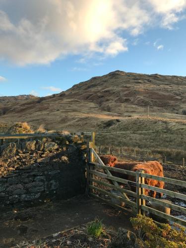 a horse standing behind a fence in a field at Garrison Farm with Hot Tub in Inversnaid