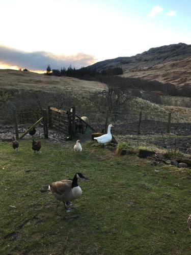 a group of ducks and geese standing in a field at Garrison Farm with Hot Tub in Inversnaid