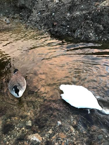 a duck in the water with a piece of paper at Garrison Farm with Hot Tub in Inversnaid
