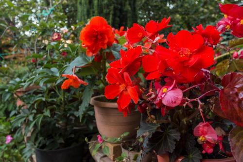 a bunch of red flowers in a pot at Bitrak Guest House in Ohrid