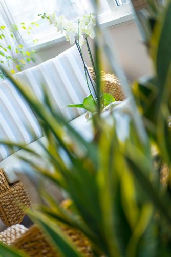 a plant with white flowers in a room at Hotel Cristallo in Riccione
