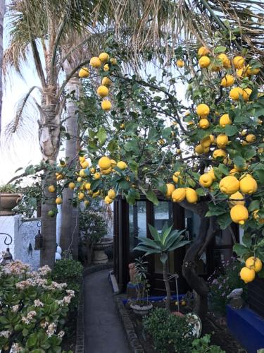 Ein Haufen Orangen hängt an einem Baum in der Unterkunft Aquilone Residence in Stromboli