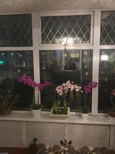 a window with potted flowers on a ledge at Jasmine House in Newquay