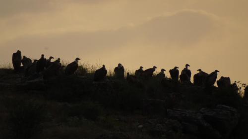 a group of birds sitting on top of a hill at Hotel Cardamomo Sigüenza in Carabias