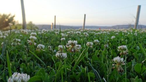 a field of white flowers in the grass at Hotel Cardamomo Sigüenza in Carabias