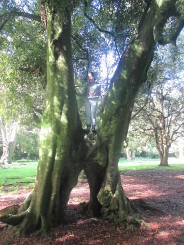 a man standing on top of a tree at Kauri Lodge Karapiro in Karapiro