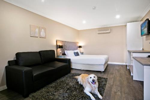 a dog sitting in a room with a couch and a bed at Best Western Sanctuary Inn in Tamworth