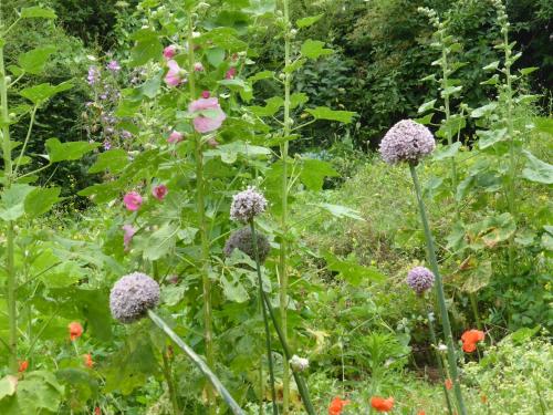 a garden with many different types of flowers at La Bouriotte in Labastide-Rouairoux