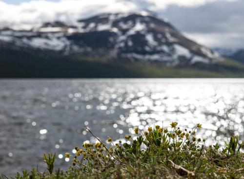a bush with flowers in front of a body of water at Ammarnäs Wärdshus in Ammarnäs