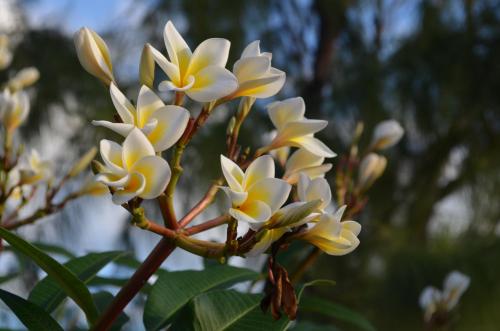 a bunch of white and yellow flowers on a tree at Belle Crique D3 Tamarin Ile Maurice in Tamarin