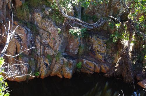 a rock wall with a tree growing on it at Bateleur Nature Reserve in Modimolle