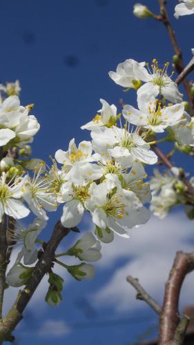 a close up of white flowers on a tree at Gemütliche Gästezimmer in einem neu sanierten Fachwerkhaus in Sachsenheim
