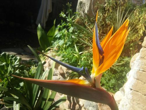a yellow and orange flower in a garden at Zia Chiarina in San Nicolò Gerrei