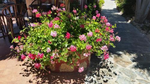 a potted plant with pink flowers on a patio at Casa Giuliana in Charco del Pino