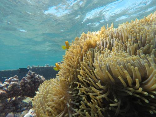 a coral reef with yellow fish in the water at Holiday Haven Ukulhas in Ukulhas