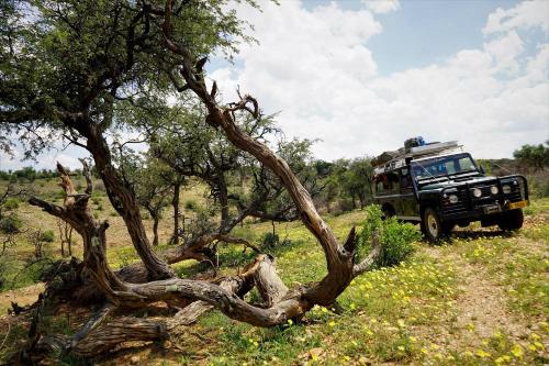 a jeep driving on a dirt road next to a tree at Halala Africa Lodge - Eagle Rock Lodge in Malabar