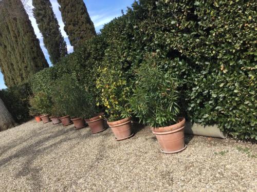 a row of potted plants sitting next to a hedge at Villa Il Padule in Bagno a Ripoli