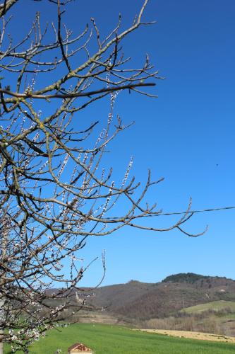 a tree branches with a green field and a blue sky at Fattoria di Rigone in Coltavolino