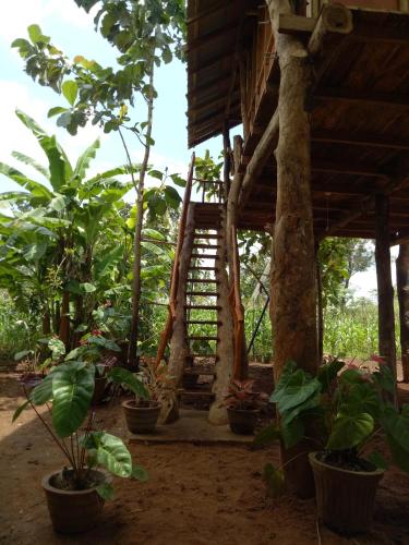 a house with potted plants in front of it at Sigiri Aliya Tree house in Sigiriya