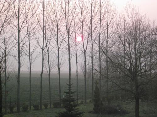 a group of trees with the sun shining through them at Fairbanks in Hardecourt-aux-Bois